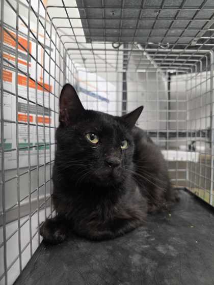 Shelter Stray Male Cat last seen Near Kerr Road, Sevier County ACO, TN, 1008 Old Knoxville Hwy, Sevierville, TN 37862, USA