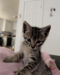 Lost Male Cat last seen galaxy way and alta mesa st, Redding, CA 96002