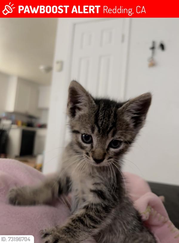 Lost Male Cat last seen galaxy way and alta mesa st, Redding, CA 96002