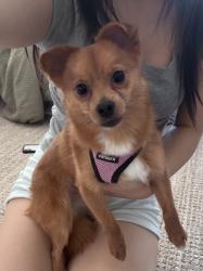 Reunited Male Dog last seen Robinson and Autumn, Irvine, CA 92602