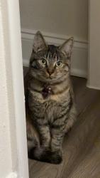 Lost Female Cat last seen Haven At Lake Deer Apartmants, 350 24th St Nw Apt. N203 winter haven fl 33880, Winter Haven, FL 33880