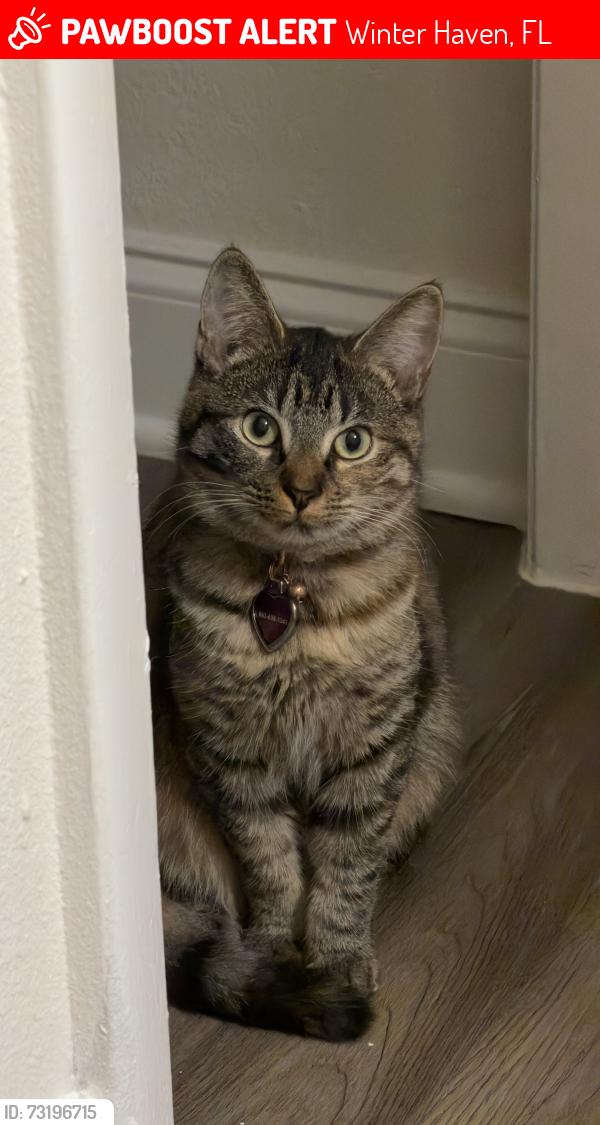 Lost Female Cat last seen Haven At Lake Deer Apartmants, 350 24th St Nw Apt. N203 winter haven fl 33880, Winter Haven, FL 33880