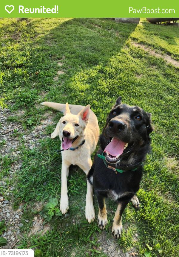 Reunited Male Dog last seen Bonne Venture Rd, Walkertown, NC 27051