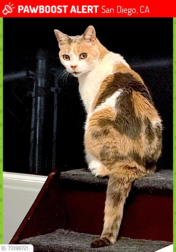 Lost Female Cat last seen Alice St & Adams Ave, San Diego, CA 92115