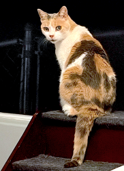 Lost Female Cat last seen Alice St & Adams Ave, San Diego, CA 92115