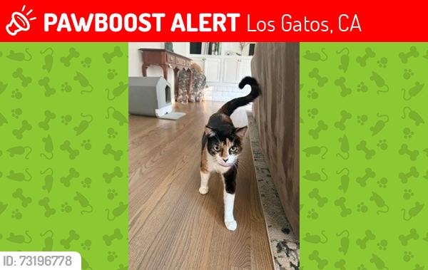 Lost Female Cat last seen Granada and Wedgwood, Los Gatos, Los Gatos, CA 95032