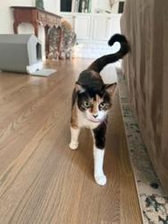 Lost Female Cat last seen Granada and Wedgwood, Los Gatos, Los Gatos, CA 95032