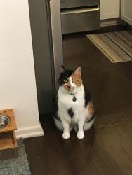 Lost Female Cat last seen Westview pkwy, San Diego, CA 92126