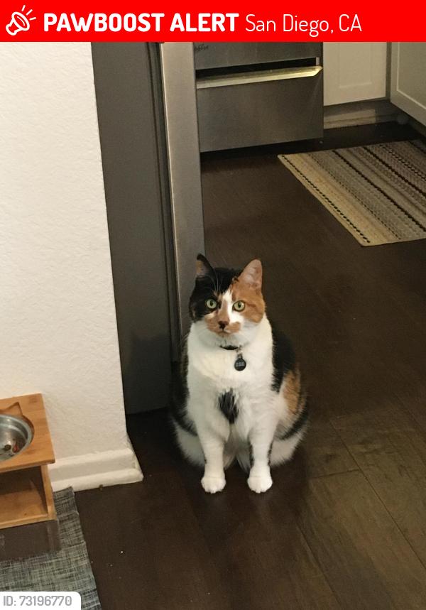 Lost Female Cat last seen Westview pkwy, San Diego, CA 92126