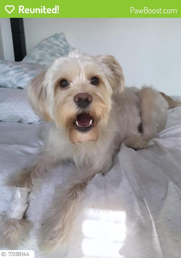 Reunited Female Dog last seen 4th st and Catalina st, Los Angeles, CA 90020