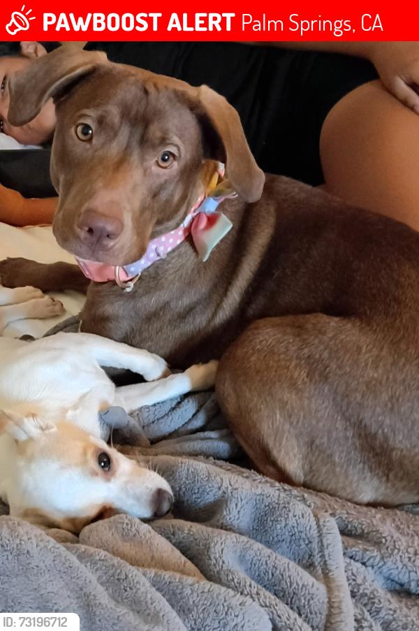 Lost Female Dog last seen E canyon palm springs /20th st, Palm Springs, CA 92258