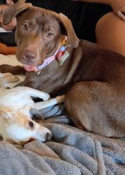 Lost Female Dog last seen E canyon palm springs /20th st, Palm Springs, CA 92258