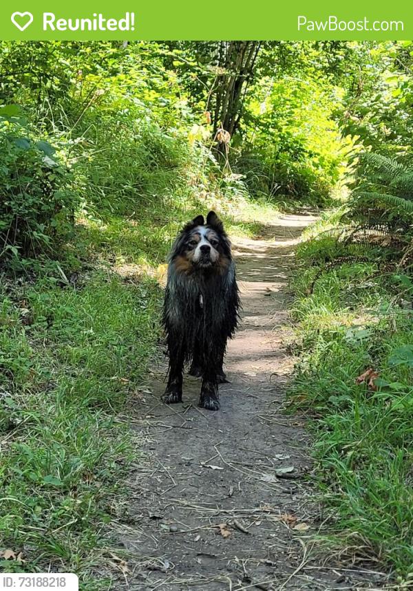 Reunited Unknown Dog last seen Jasper trailhead mill path - pond area, Springfield, OR 97478