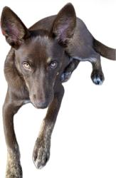 Reunited Female Dog last seen Top of our driveway, Flowery Branch, GA 30542