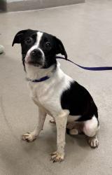 Shelter Stray Male Dog last seen Benfield Road, SEVERNA PARK, MD, 21146, 411 Maxwell Frye Rd, Millersville, MD 21108, USA