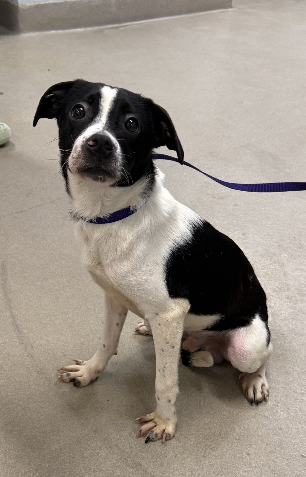 Shelter Stray Male Dog last seen Benfield Road, SEVERNA PARK, MD, 21146, 411 Maxwell Frye Rd, Millersville, MD 21108, USA