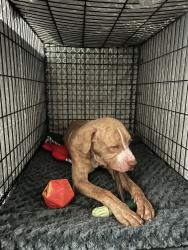 Shelter Stray Male Dog last seen Near Findlay Avenue, BRONX, NY, 10456, 326 E 110th St, New York, NY 10029, USA