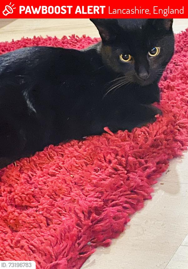 Lost Male Cat last seen Vale area, Lancashire, England 
