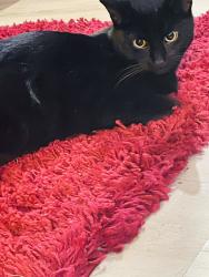 Lost Male Cat last seen Vale area, Lancashire, England 