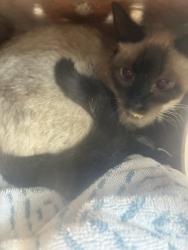 Shelter Stray Female Cat last seen Near E Kensingon Avenue, SALT LAKE CITY, UT, 84116, 511 W 3900 S, Salt Lake City, UT 84123, USA