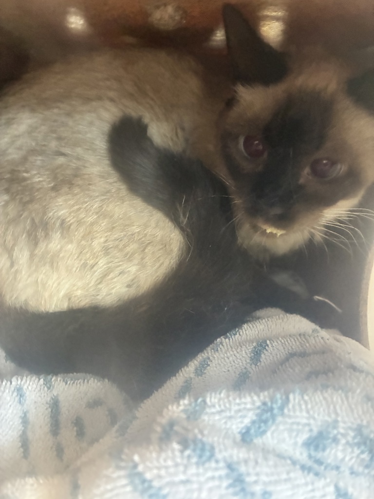Shelter Stray Female Cat last seen Near E Kensingon Avenue, SALT LAKE CITY, UT, 84116, 511 W 3900 S, Salt Lake City, UT 84123, USA