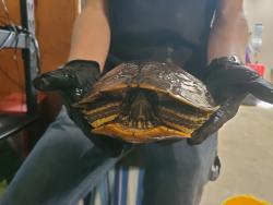Shelter Stray Male Reptile last seen Clair Drive, Oceanside, CA, 92057, Oceanside, CA 92058, USA