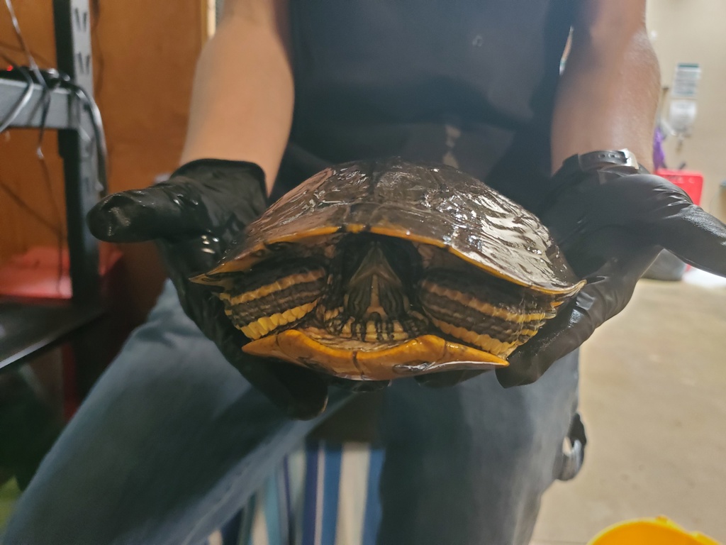 Shelter Stray Male Reptile last seen Clair Drive, Oceanside, CA, 92057, Oceanside, CA 92058, USA