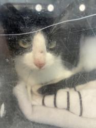 Shelter Stray Female Cat last seen Near W 3100 S, Magna Township, UT, 84044, 511 W 3900 S, Salt Lake City, UT 84123, USA