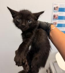 Shelter Stray Male Cat last seen Baja Drive, San Diego, CA, 92115, 5500 Gaines St, San Diego, CA 92110, USA