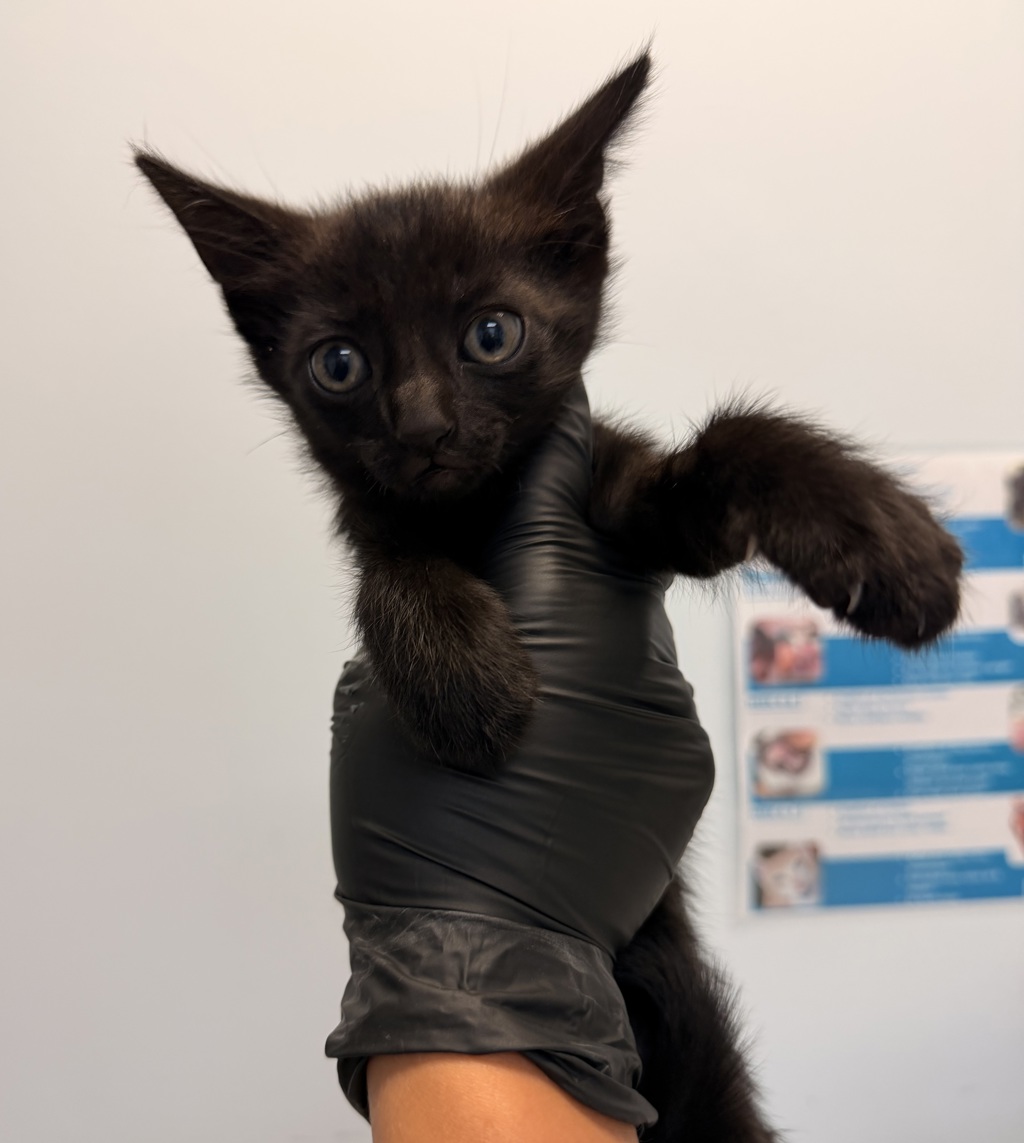 Shelter Stray Male Cat last seen Baja Drive, San Diego, CA, 92115, 5500 Gaines St, San Diego, CA 92110, USA