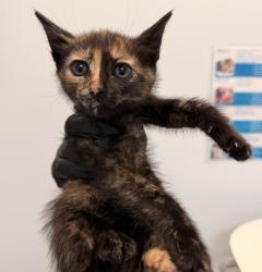 Shelter Stray Female Cat last seen Baja Drive, San Diego, CA, 92115, 5500 Gaines St, San Diego, CA 92110, USA