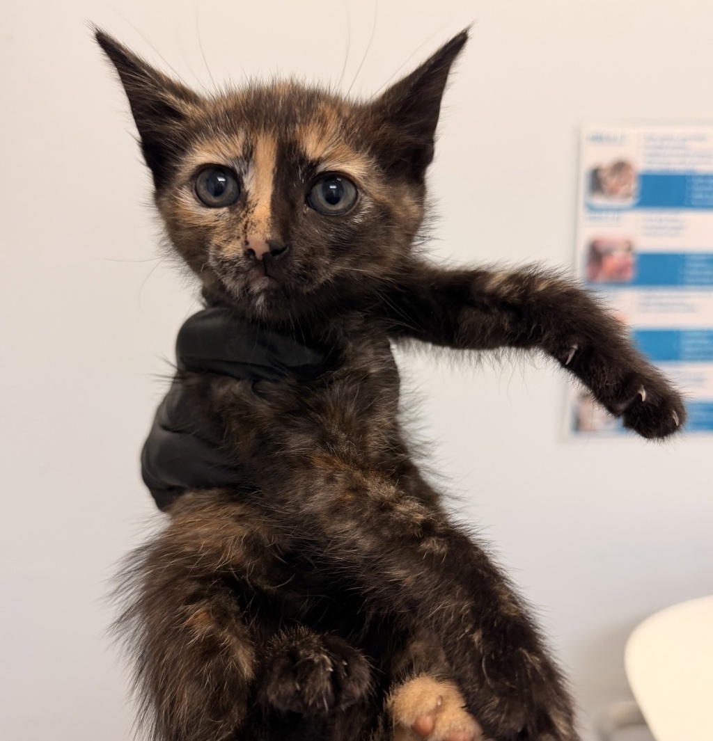 Shelter Stray Female Cat last seen Baja Drive, San Diego, CA, 92115, 5500 Gaines St, San Diego, CA 92110, USA