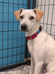 Shelter Stray Male Dog last seen Near E Valley Pkwy, Escondido, CA, 92027, Escondido, CA 92027, USA