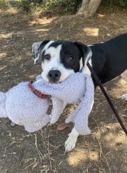 Shelter Stray Female Dog last seen 51st Street, San Diego, CA, 92115, 5500 Gaines St, San Diego, CA 92110, USA