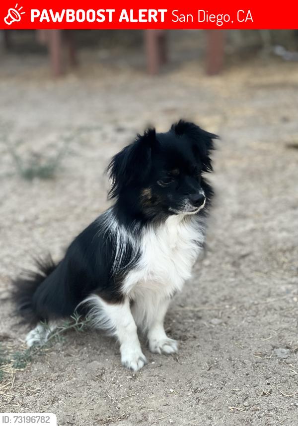 Lost Male Dog last seen Plaza taxco, San Diego, CA 92114