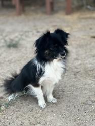 Lost Male Dog last seen Plaza taxco, San Diego, CA 92114