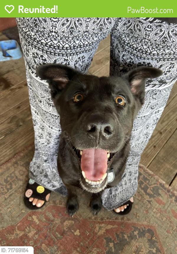 Reunited Male Dog last seen Near, Montgomery, TX 77316