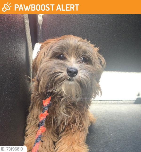 Found/Stray Male Dog last seen Macy's Store, Manhattan Beach, CA 90266