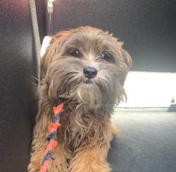 Found/Stray Male Dog last seen Macy's Store, Manhattan Beach, CA 90266