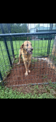 Reunited Male Dog last seen W. Memorial Highway, Dollar General, Harmony, NC 28634