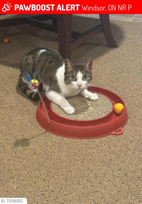 Lost Female Cat last seen Mulberry, Windsor, ON N8R 1P7