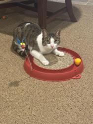 Lost Female Cat last seen Mulberry, Windsor, ON N8R 1P7