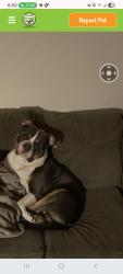 Found/Stray Male Dog last seen Virginia Beach, Virginia Beach, VA 23455
