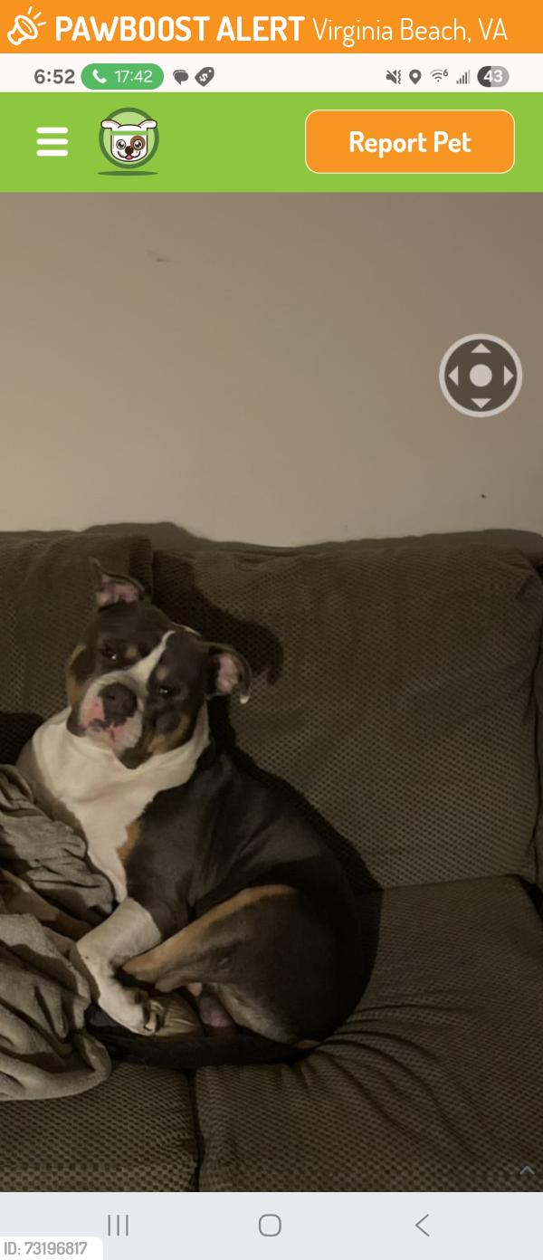 Found/Stray Male Dog last seen Virginia Beach, Virginia Beach, VA 23455