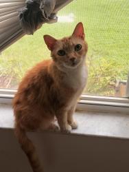 Reunited Female Cat last seen The bushes, Seminole County, FL 32765