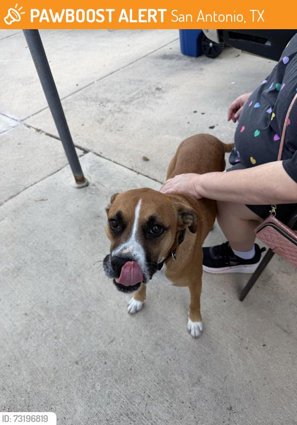Found/Stray Female Dog last seen Lackland terrace park, San Antonio, TX 78227