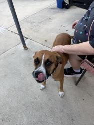 Found/Stray Female Dog last seen Lackland terrace park, San Antonio, TX 78227
