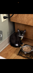 Lost Male Cat last seen The Colony blvd, The Colony, TX 75056