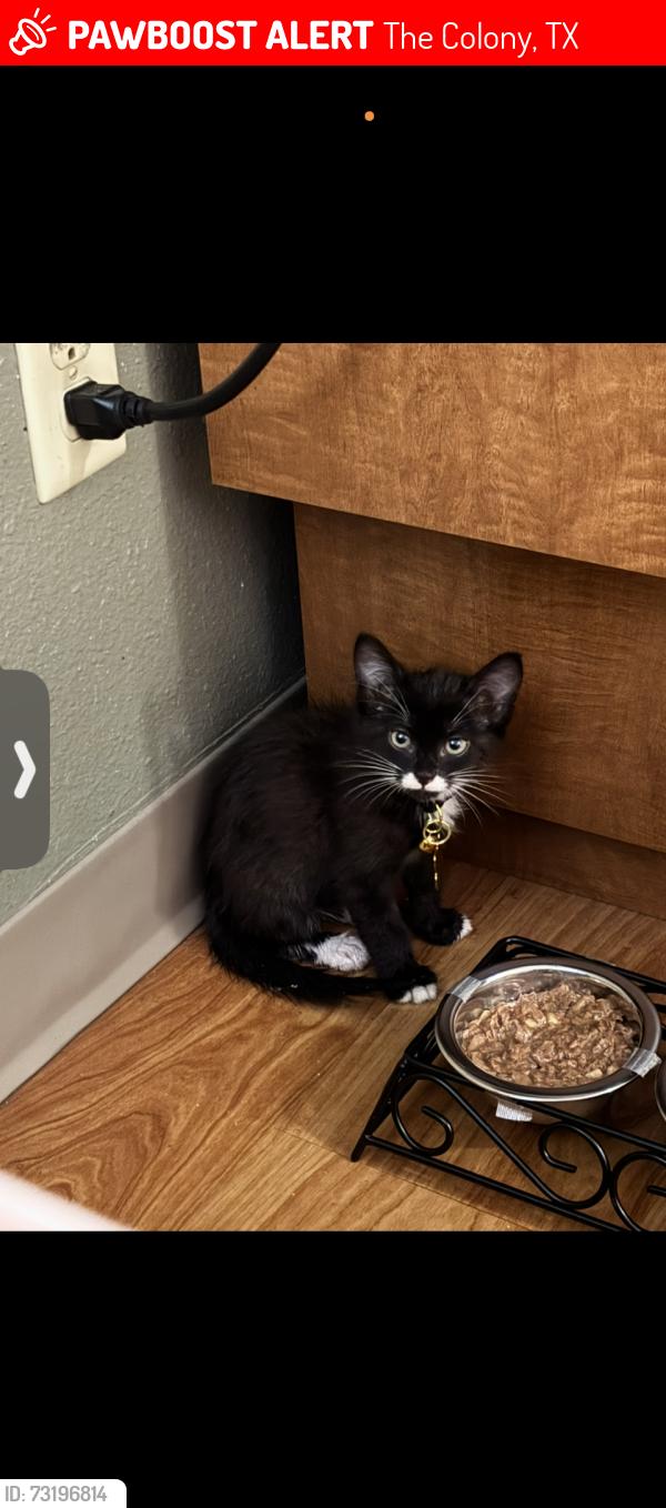 Lost Male Cat last seen The Colony blvd, The Colony, TX 75056