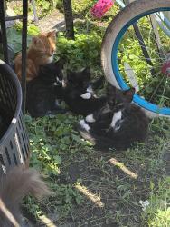 Lost Male Cat last seen Near S Lowe Ave Chicago il 60620, Chicago, IL 60620